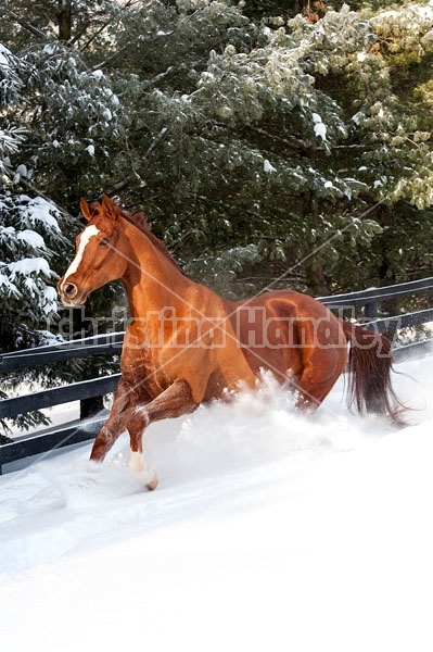 Thoroughbred chestnut horse galloping through the deep snow