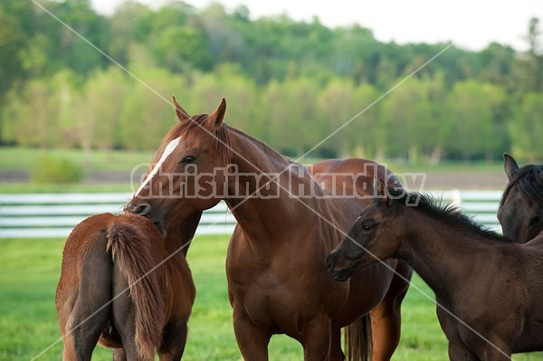 quarter horse mare and foal