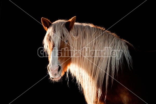 Belgian Horse Against Black Background