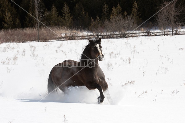 Dark bay horse galloping through deep snow