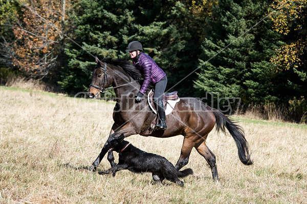 Woman riding Thoroughbred horse