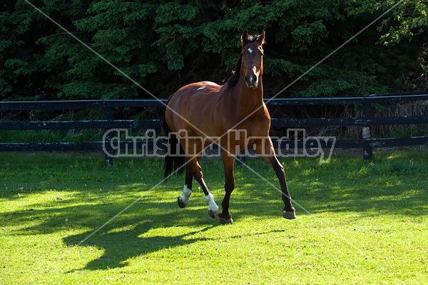 Dutch Warmblood Thoroughbred cross gelding