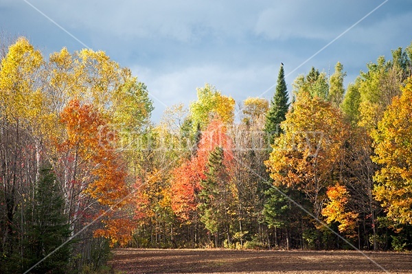 Autumn farm scene