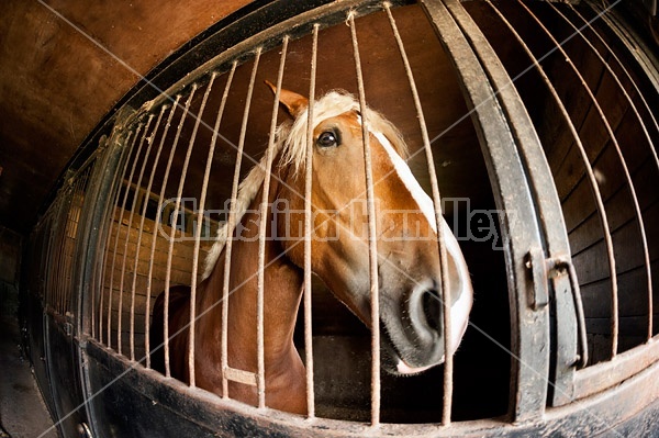 Belgian draft horse standing in a stall inside the barn. Photographed with a fisheye lens