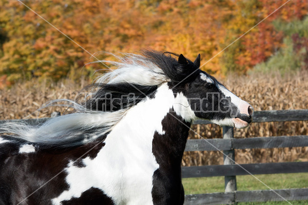 Gypsy Vanner horse