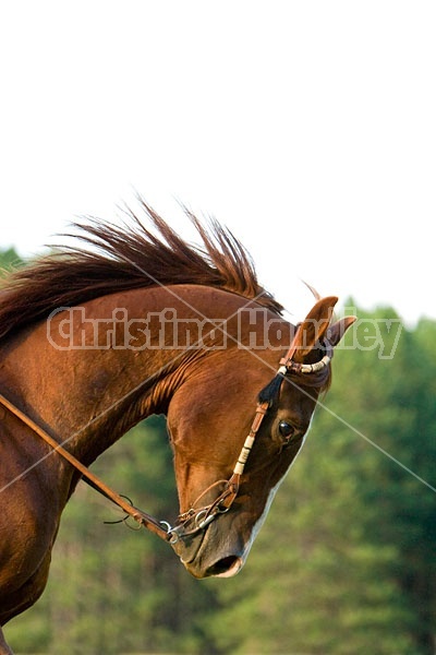 Portrait of a Chestnut Horse in a Western Bridle
