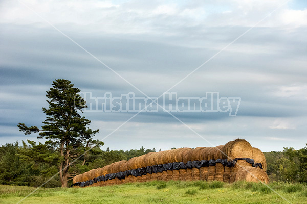 Round bales of hay stored outside