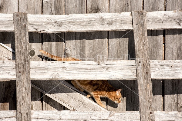 Orange barn cat sitting on wooden gate