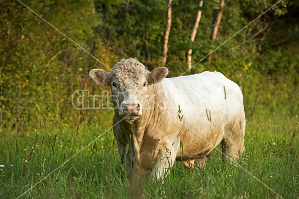 Young Charolais bull
