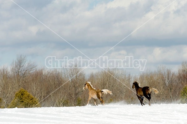 Herd of Rocky Mountain Horses Galloping in Snow