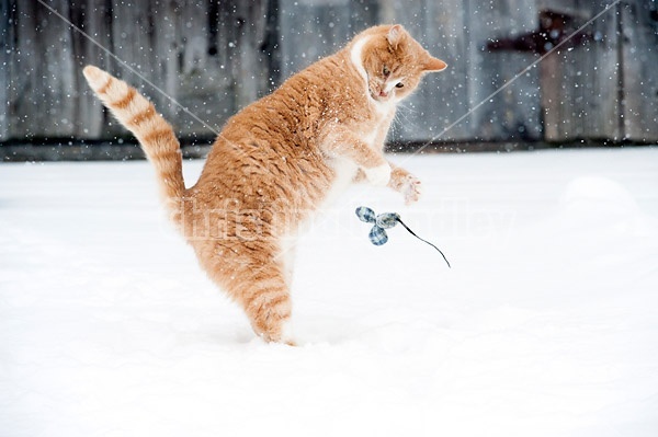 Orange cat playing with toy mouse