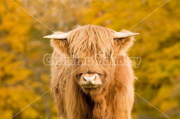 Yearling Highland Cattle on autumn pasture