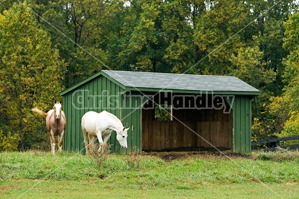 Horse on autumn pasture