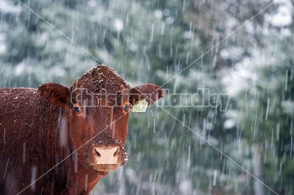 Cow Face in the Snow