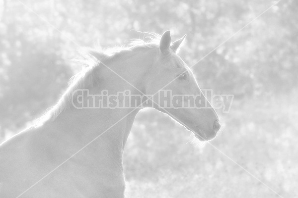 Black and white portrait of a Thoroughbred horse
