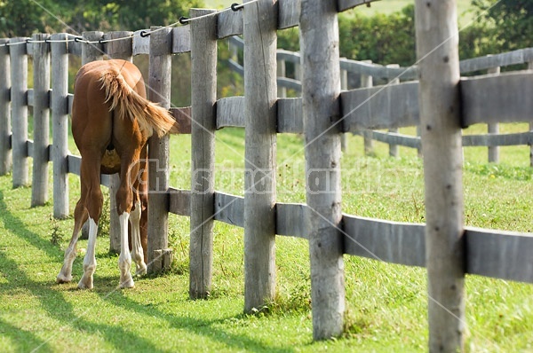 Quarter horse foal