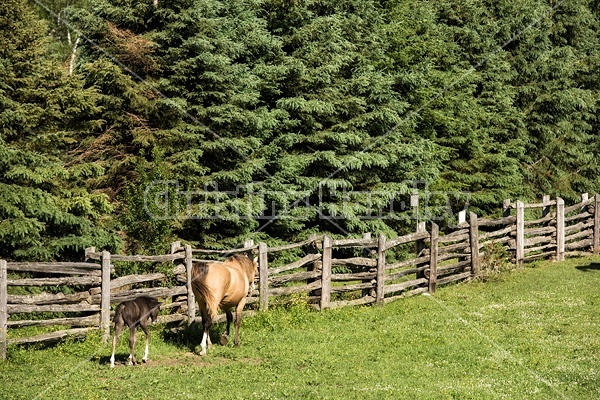 Rocky Mountain Horse mare and foal