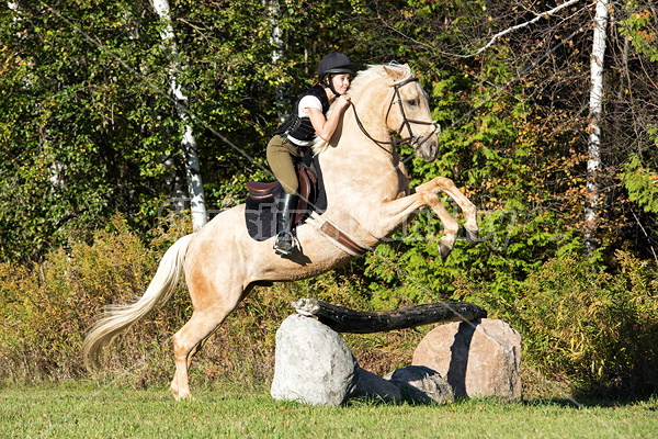 Young woman riding palomino horse over cross country jumps