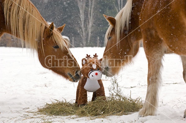 Belgian Draft horse sniffing stuffed pony