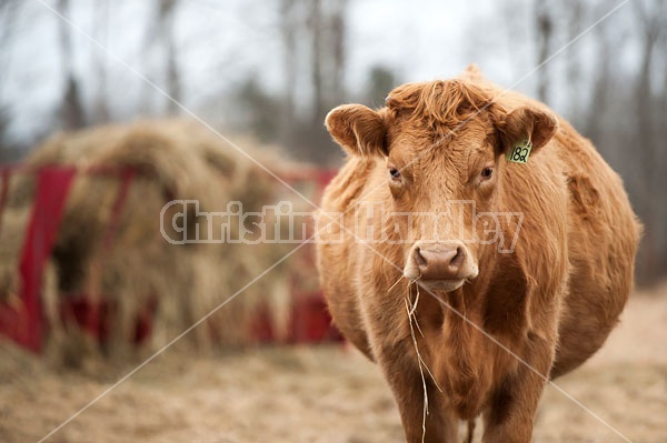 Beef Heifer
