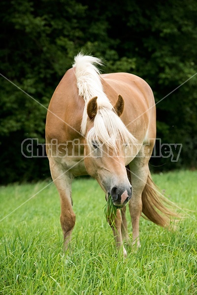 Haflinger horse grazing on summer pasture