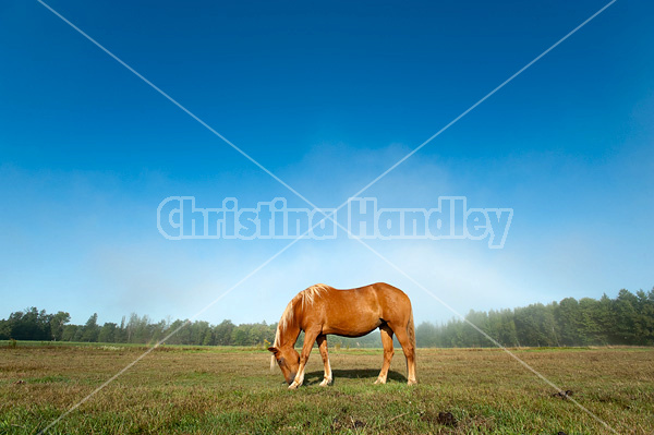 Chestnut horse standing in field in early morning light.