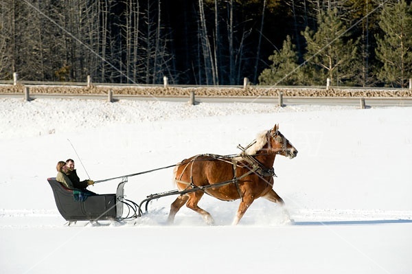 Single Horse Sleigh Ride