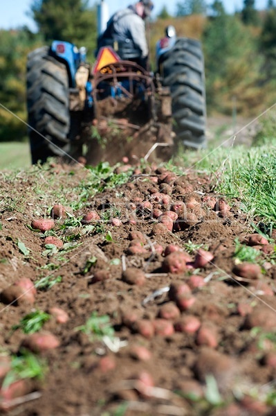 Digging potatoes on a small family farm