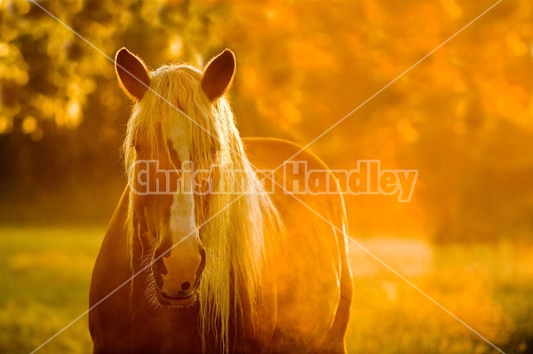 Portrait of a belgina horse