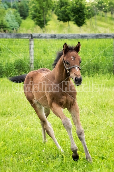 Thoroughbred foal running and playing