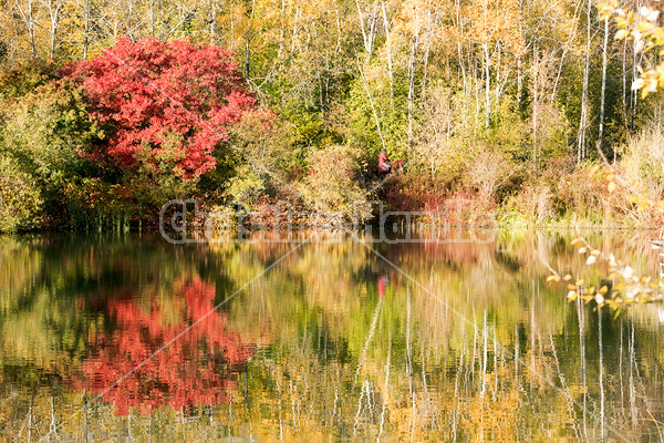 Woman horseback riding around pond in the autumn colors