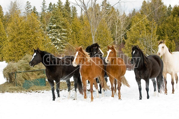 Herd of Rocky Mountain Horses