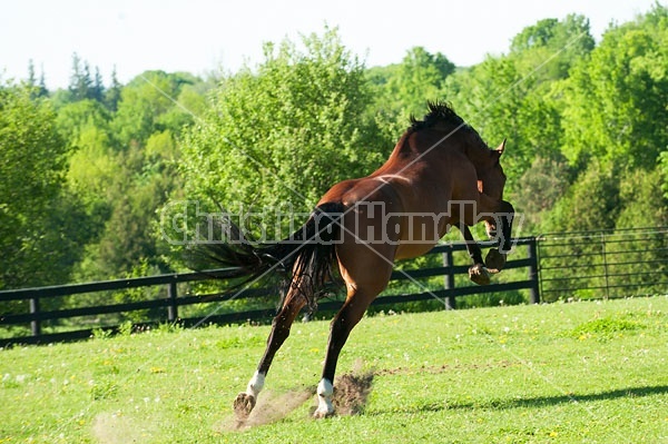 Dutch Warmblood and Thoroughbred cross gelding