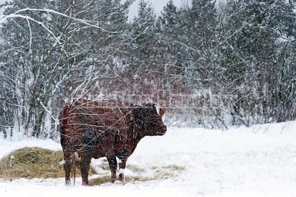 Multiple exposure of beef cow and trees