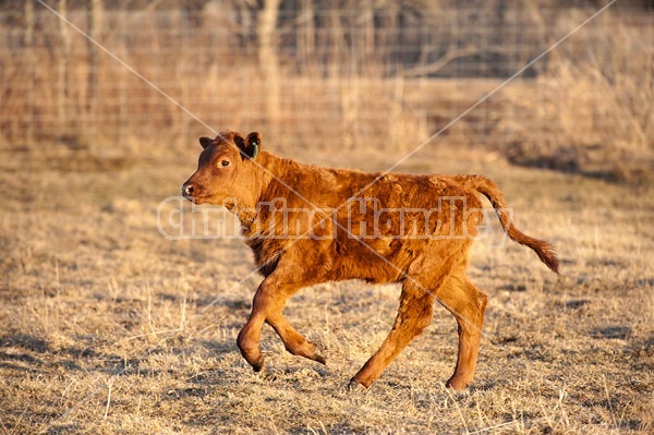 Beef Calf