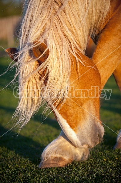 Belgian draft horse 