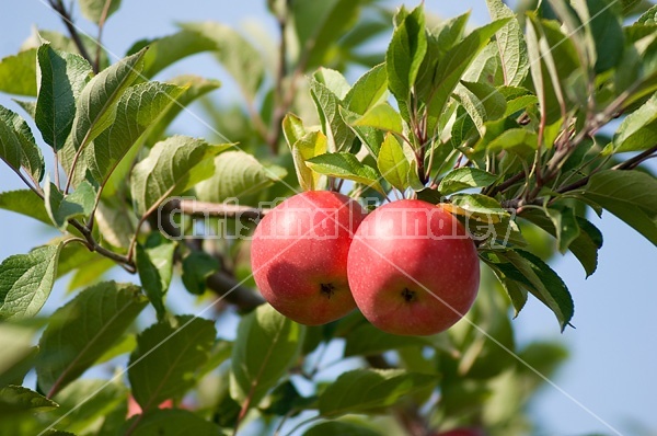 Apples on the tree