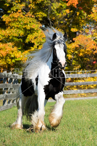 Gypsy Vanner horse