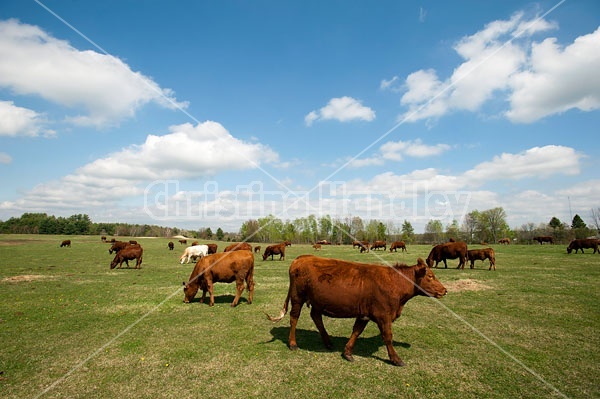 Herd of Beef Cattle