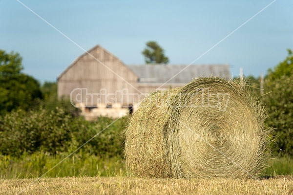 Round bales of hay sitting in field