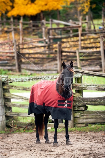 Rocky Mountain Horses