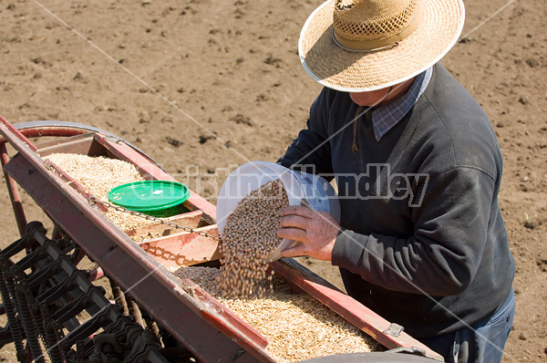 Farmer mixing in some forage peas with the oats