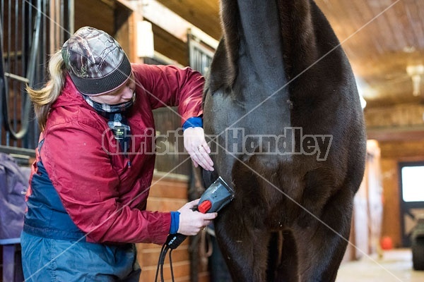 Woman clipping horse