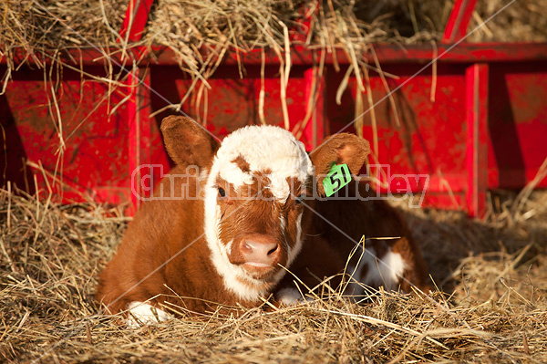 Young baby beef calf laying in hay beside hay feeder