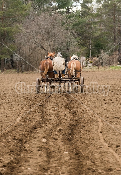 Farmer working a team of Belgian Draft Horses