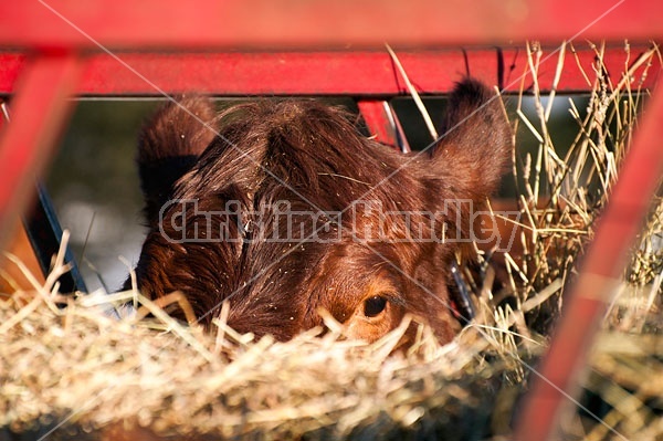 Beef Cow at Hay Feeder