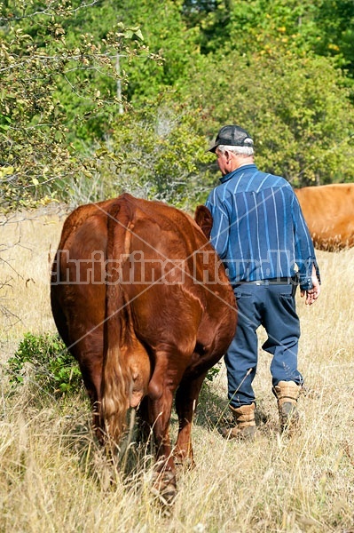 Farmer Out in Field With His beef Cows