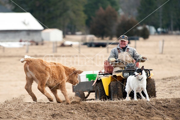 Farmer riding ATV with farm dog and beef calf