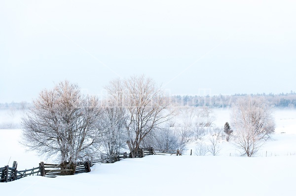 Farm field scene on a cold frosty winter morning