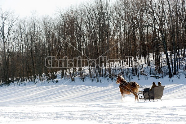 Single Horse Sleigh Ride